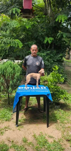 Galgo Italiano FEMEA 5 MESES