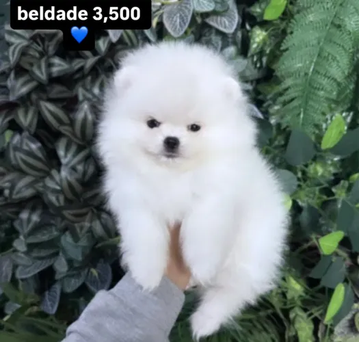 Lulu da pomerania anao ursinho