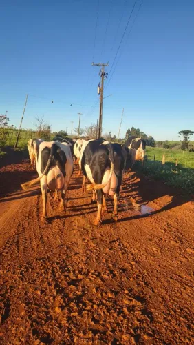 Vaca leiteira com alta produção e genética - Holandesas