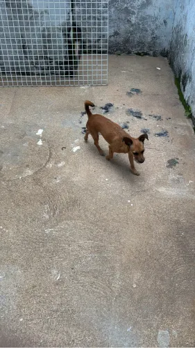 Pet para adoção responsável