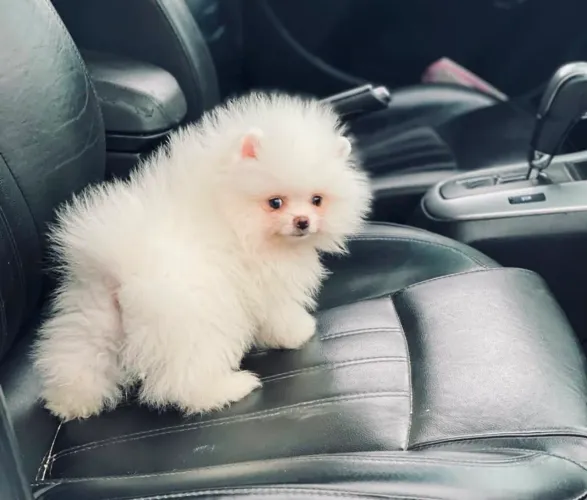 SPITZ ALEMÃO ANÃO LINHAGEM RUSSA E COREANA!!!
