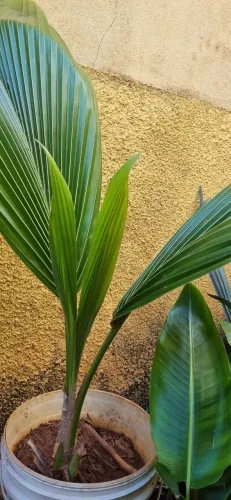 Muda de coco da bahia