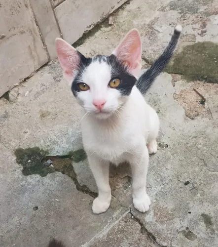 Gatos para Adoção 