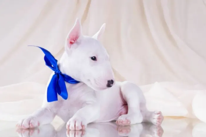 Fortes e Brincalhões Filhotes de Bull Terrier - Proteção e Companheirismo