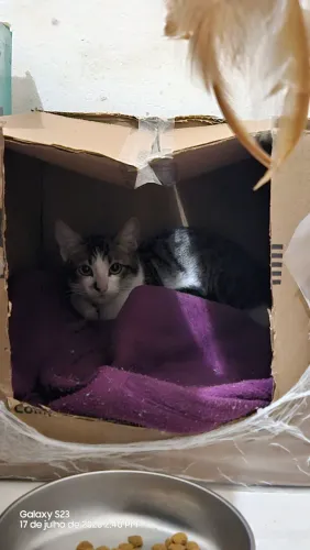 Gato para adoção responsável