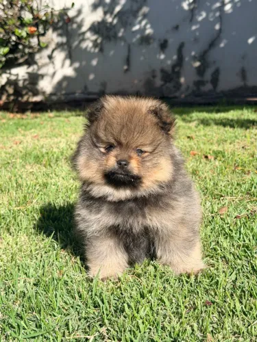 Spitz alemão Macho