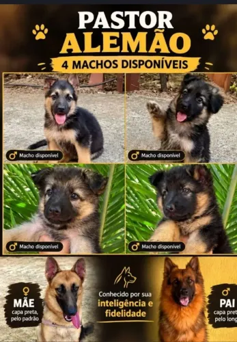 Filhote de pastor alemão