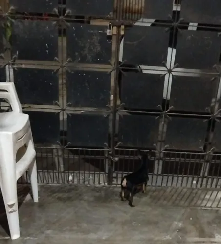 vendo cachorro pinscher número (1)