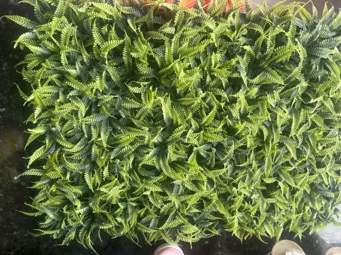 Placa de Parede verde tipo samambaia 