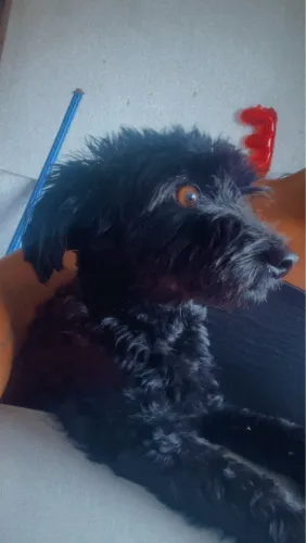 Filhote de maltês/ poodle mini a venda 
