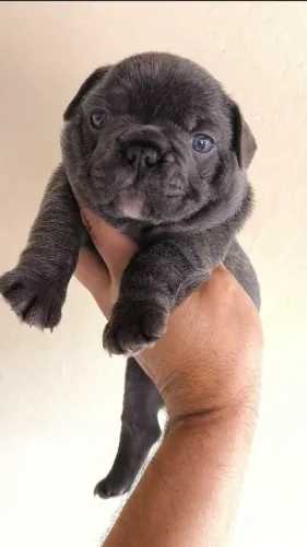 Bulldog francês BLUE 