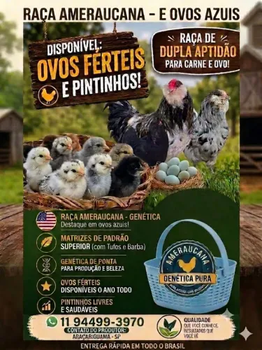 Ovos férteis e pintinhos ameraucana barbuda ovos azuis
