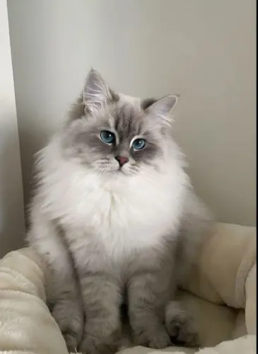 Ragdoll
