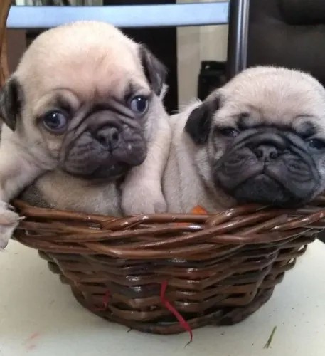 Filhotes de Pug no caixote sadios !