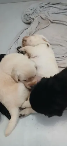 Vende filhotes de labrador 