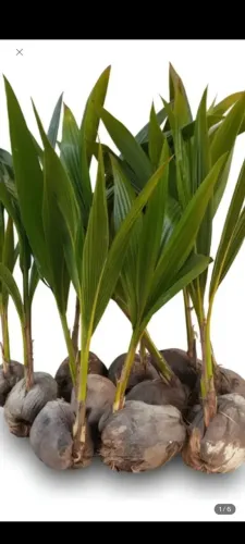 Vendo mudas de coco precose