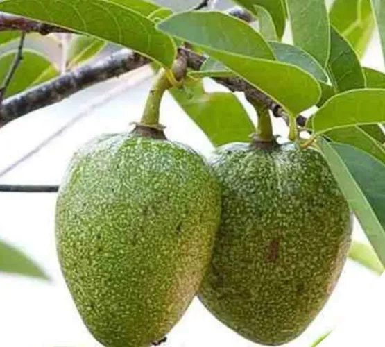 FRUTO DO CONDE Mudas