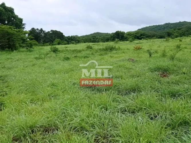 Fazenda 46,5 alqueires (227,48 Hectares) Araguapaz - Go