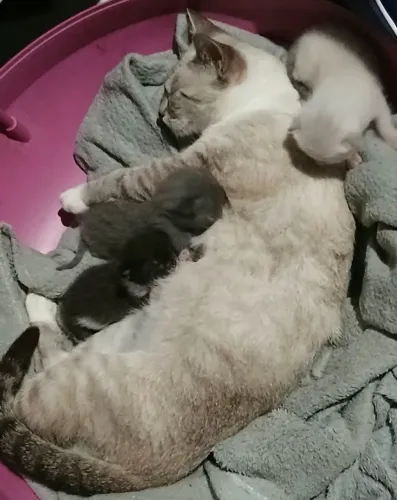 Doa-se gata + 3 gatinhos- muito lindos