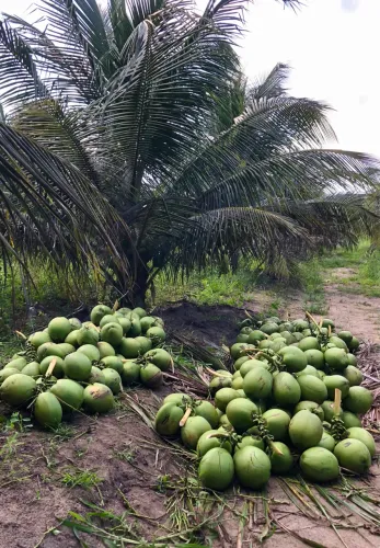 COCO VERDE ANÃO