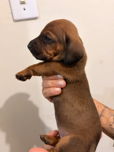 Filhote de Dachshund Teckel