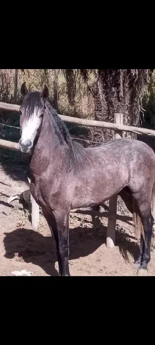 Cavalo Manga larga puro sangue