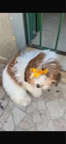 Cachorra shitszu