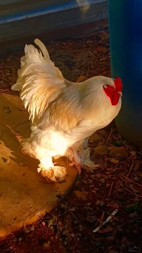 Galo Adulto Brahma Branco Bonito