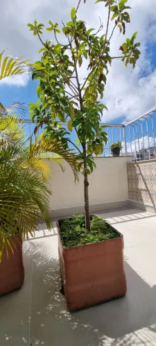 Abacateiro com 1,70 m de altura plantada em vaso de fibra cimento