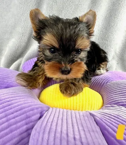Filhotes De Yorkshire Terrier - Prontos Para Te Conquistar