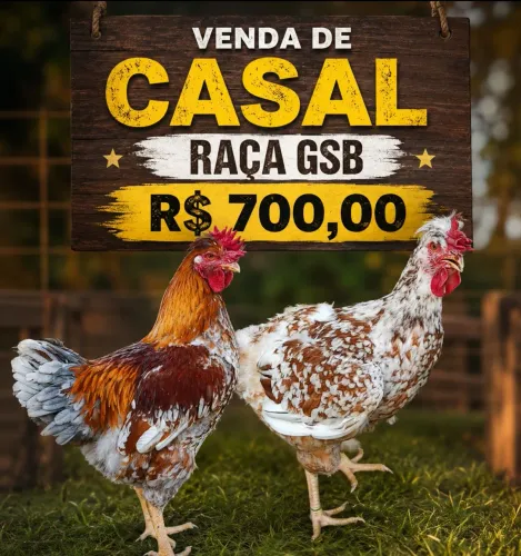 Galo e Galinha GSB - R$ 700 casal