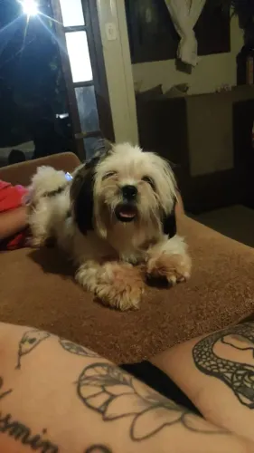 Vende se Shitzu fêmea não castrada