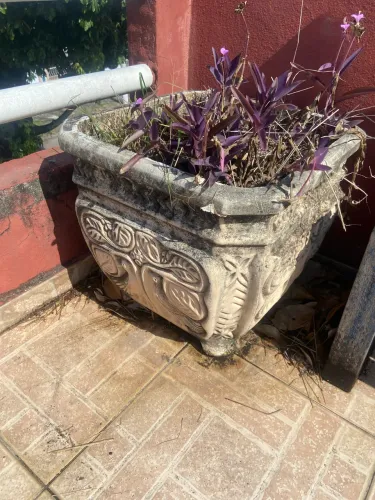 Vasos de planta de cimento 