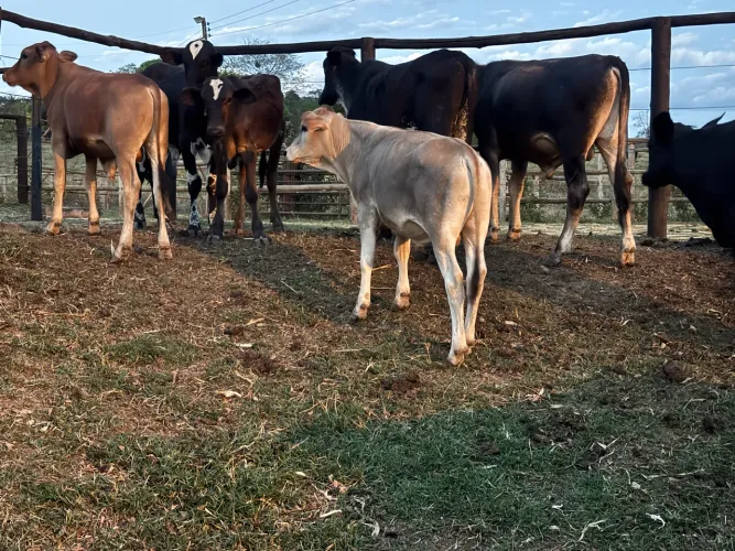 Bezerros e bezerras 