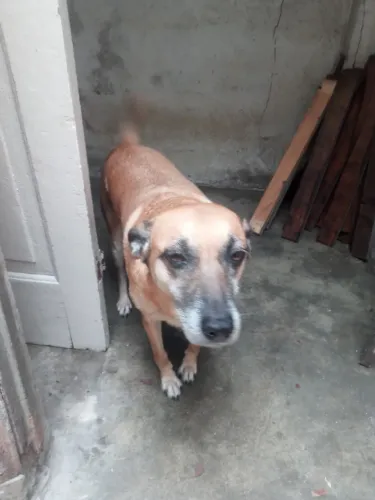 Doação de Cachorra SRD ( sem raça definida) "vira lata"