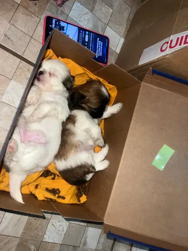 Shihtzu