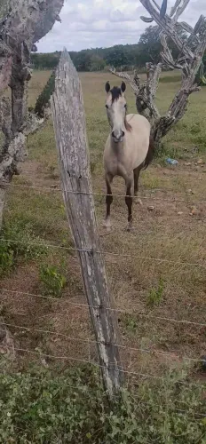 Potro a venda 