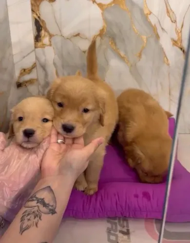Filhotinhos Golden Retriever Ótima Linhagem procedencia