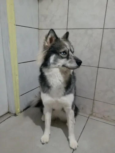 Husky siberiano fêmea 1 ano