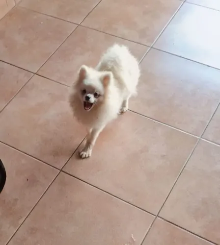 Spitz alemão anã fêmea branca