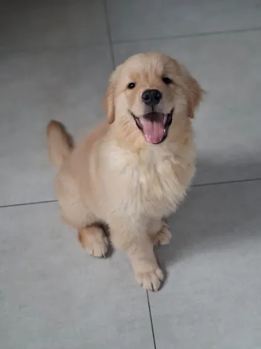 Doação cachorro