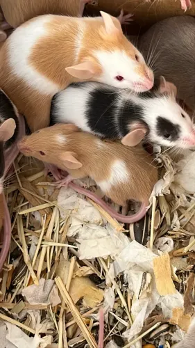 Ratos Camundongos