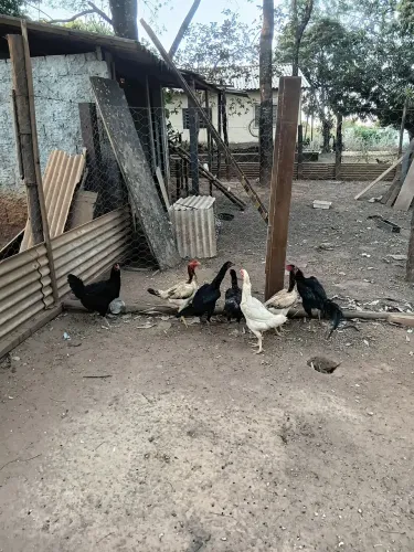 Galinhas Caipira