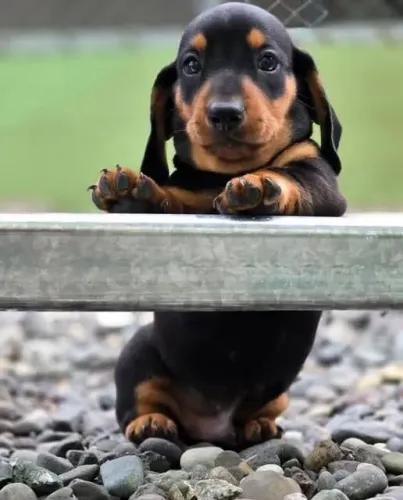 Dachshund transformando momentos simples em felicidade