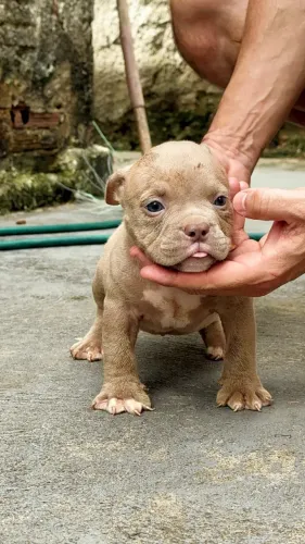 FILHOTE EXOTIC BULLY (AMERICAN BULLY)