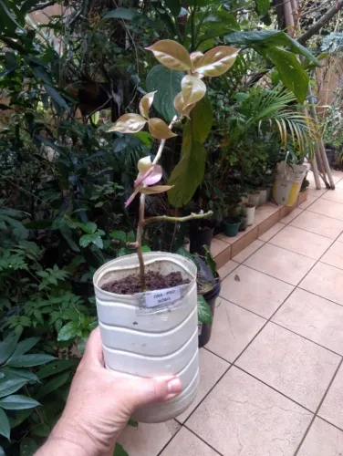 Vendo Mudas de Orai Pro Nobis - Guarulhos
