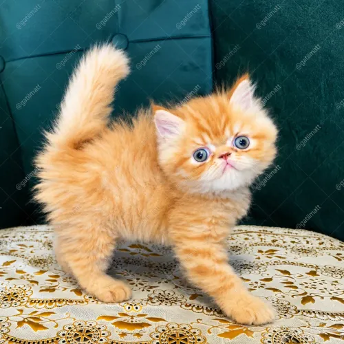 Gata persa