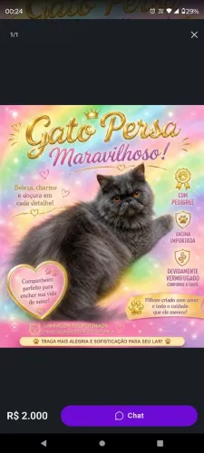 Macho persa com pedigree tomou todas as vacinas enportada tem 9 noves meses