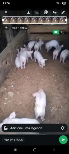 Leitão apartado 200