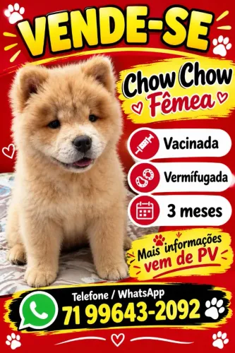 Vendo filhote de Chow chow
